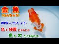 #金魚  #らんちゅう  「飼育ポイント/色を綺麗にする/魚を大きくするポイントと裏技」