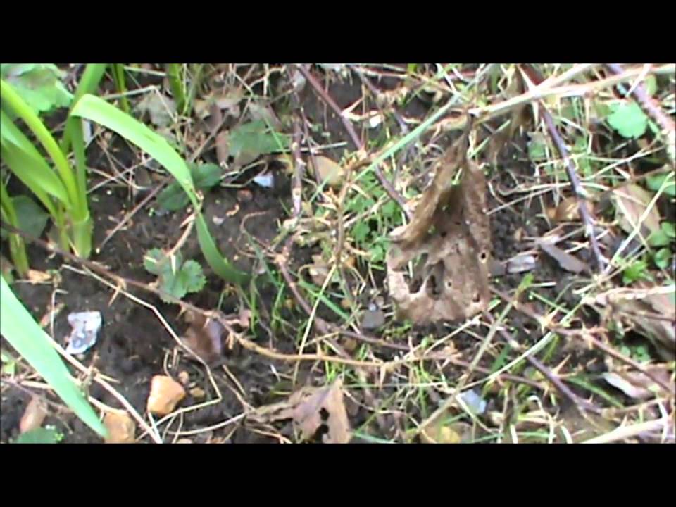 He was found under a gooseberry bush
