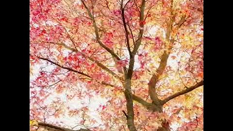 ربنا أفرغ علينا صبرا وتوفنا مسلمين ...القارئ بصوت الشيخ عبد الباسط عبد الصمد 🍃