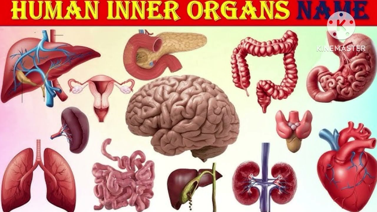 Human body internal organs name with pictures