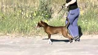 Апбт I Am Legend Lady In Red Pit Must Survive Леди 6 Мес.