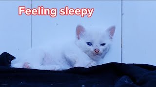 lazy kitten video #cat #cute #kitten #catvideos by Hope & Fun 164 views 3 weeks ago 1 minute, 1 second