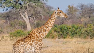 Hwange National Park | Amazing Birding and Wildlife Safari at Khulu Bush Camp | Zimbabwe 2021 | 4K