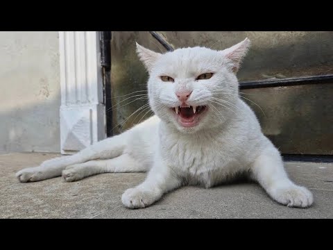 When other cats get near this angry white cat, she goes Crazy and Attacks everything.