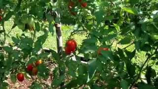 Guam Dept. of Ag. Organic Farm