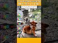 Funniest AnimalsMoments#funnyanimals #animalcomedy #dog#funny#funnyanimals#funnypets#animals