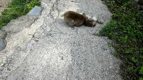 Sept 2018: Snow monkeys playing at Jigokudani Monkey Park