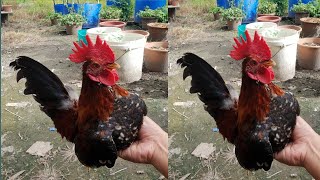 My happy dwarf rooster breed with his wife laying eggs #shorts