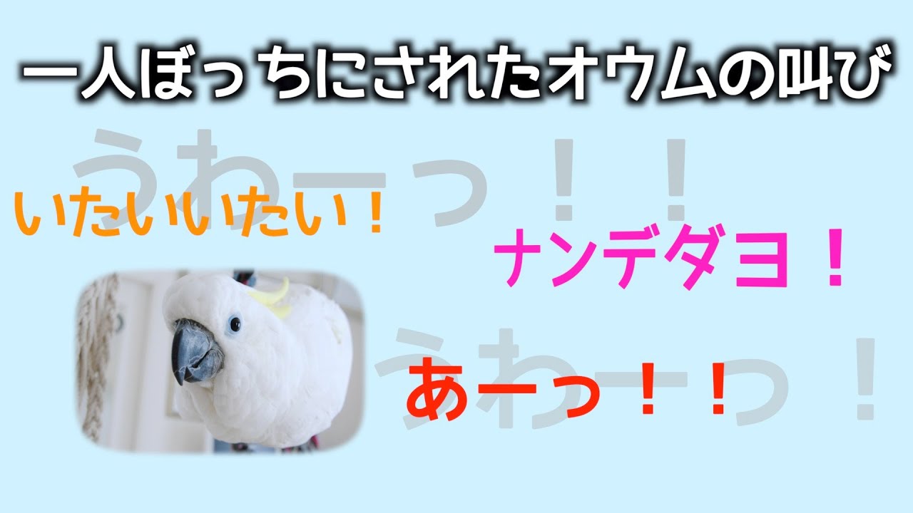ひとりぼっちにされたオウムの叫び Video Analysis Report ひとりぼっちにされたオウムの叫び Video Analysis Report