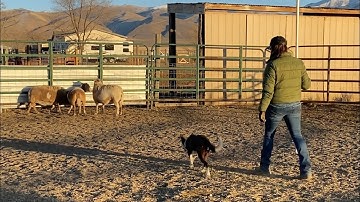 Gina and Rip:  Gaining better control of your herding puppy in the round pen on sheep.