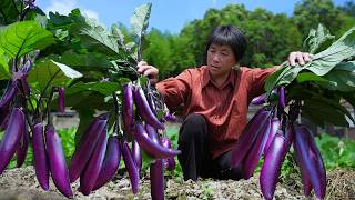 茄子大丰收，吃不完晒茄干，再做3道酸辣咸鲜下饭菜｜eggplant
