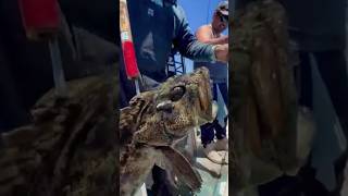 Two Lingcod on the Same Bait! Epic Double Catch in Ensenada 🎣 Blackfin Sportfishing