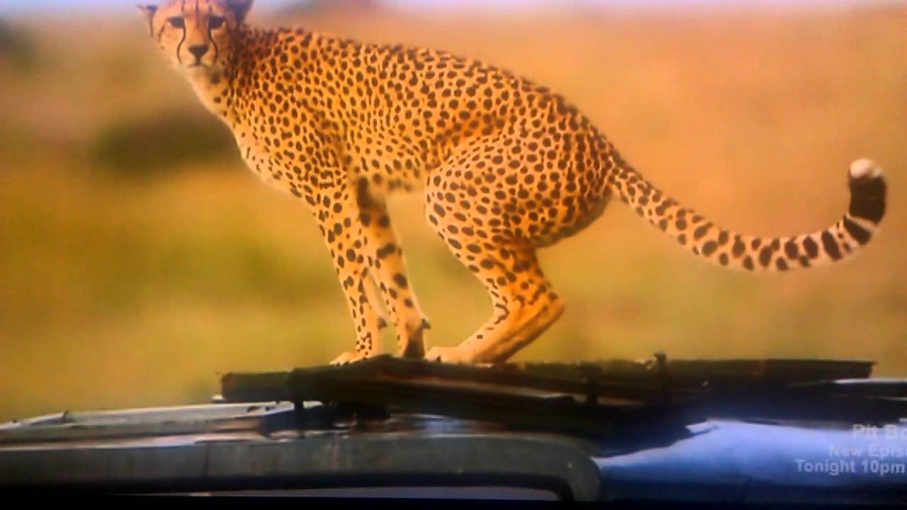 Cheetah Attack - YouTube
