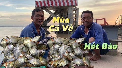 Đón mùa cá bắt đầu về theo lịch trình hằng năm | Cù Lao Dung Vlogs