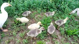 Duck family ki morning routine 🦆🦆#duckfamily #dailyroutine #villagelifevlogs #happymod