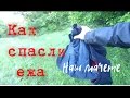 Фоксблог/Как от фокстерьера спасли ежа/ наш мачете/How to save a hedgehog from a fox-terrier