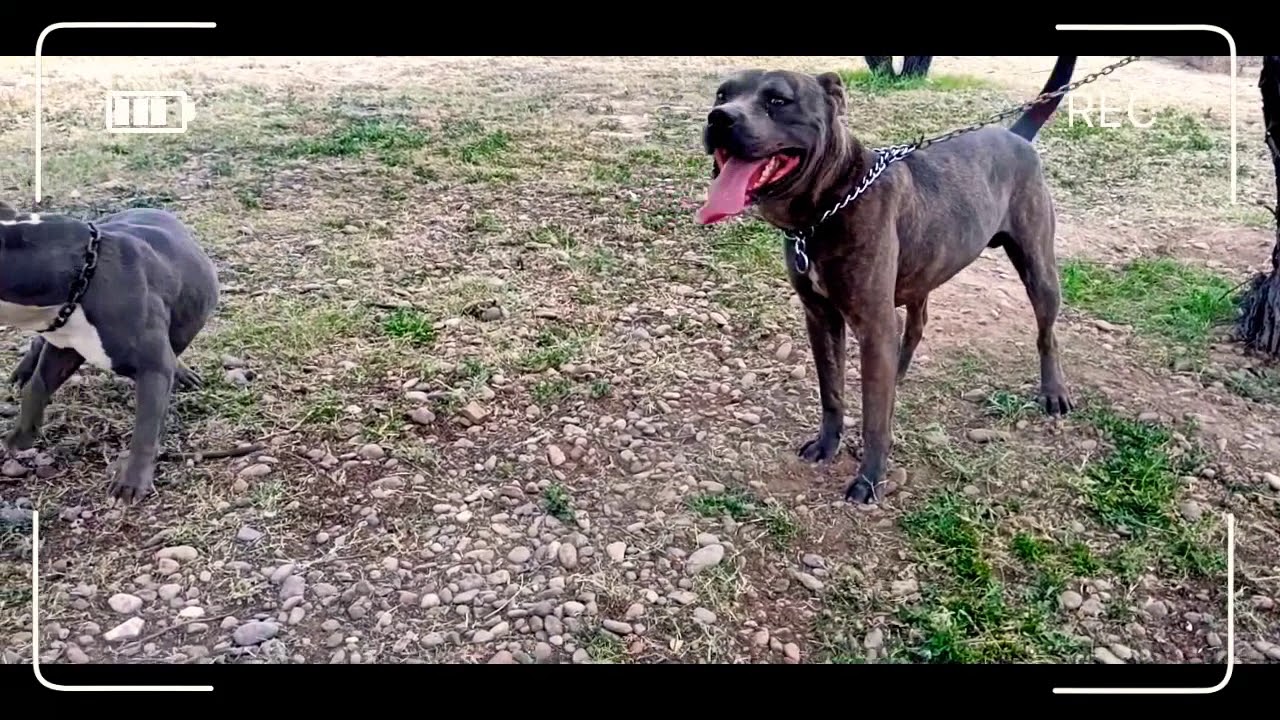 American bully lexter y pitbull YouTube