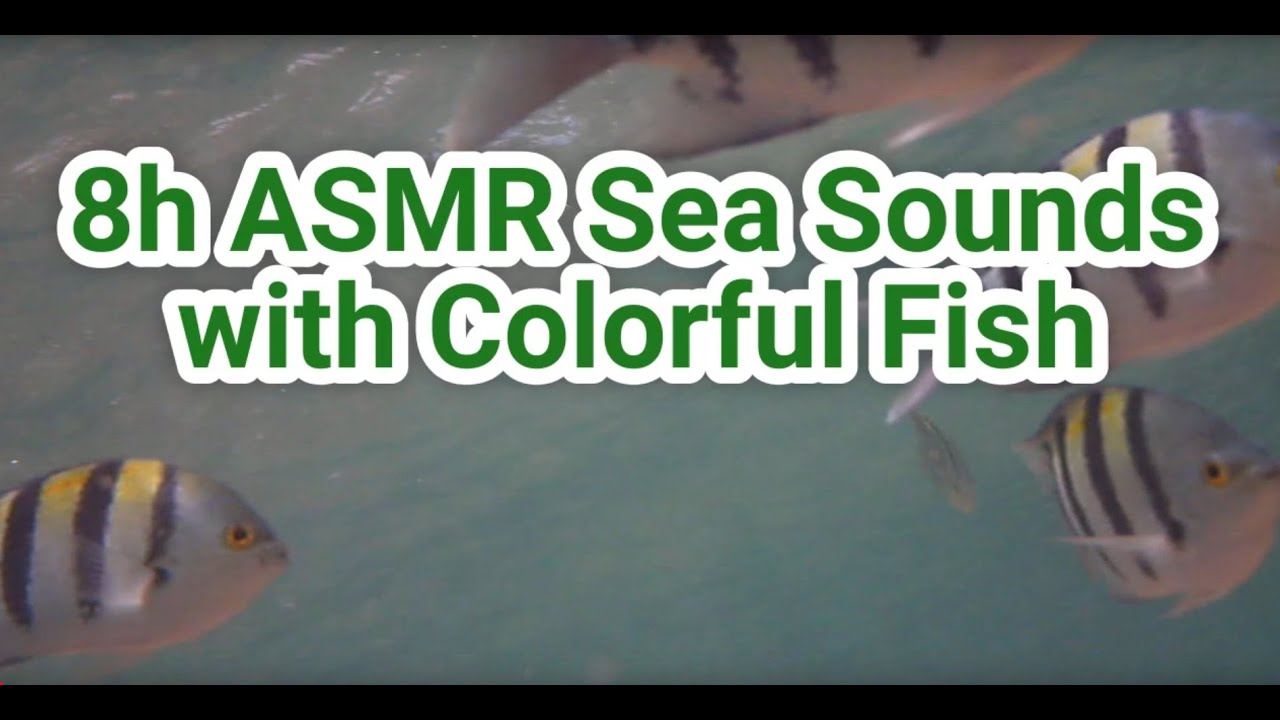 Color Fish Asmr 8h ASMR Sea Sounds with Colorful Fish Underwater Red Sea Relaxation for ...