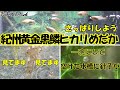 【メダカ 飼育】紀州黄金黒鱗ヒカリめだか～メンテをすると新たなる発見が！