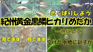 【メダカ 飼育】紀州黄金黒鱗ヒカリめだか～メンテをすると新たなる発見が！