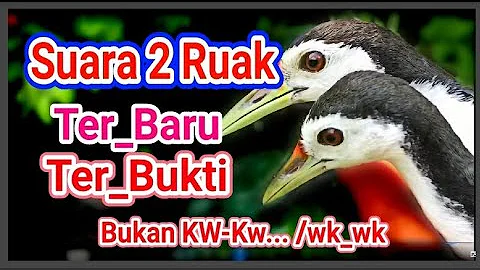 Suara pikat ruak siang | waterhen sound | night bird sound | voice chim quock 90