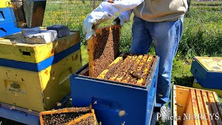 Jak zrobić odkład pszczeli? Poradnik dla początkujących.
