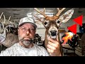 Taxidermy Time Lapse 4