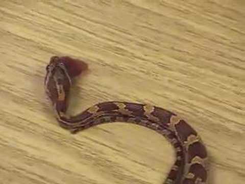 Burnworth watches Matt's snake eat.