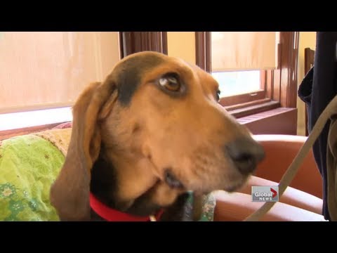 Video: Studie: de zoete dromen van je hond zijn door jou!