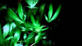 Growin with the loud kid at 2:25 shakin ladys