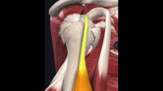 كل ما تريد معرفته عن عضلة الباى Biceps brachii ..عضلة الباى تحت التشريح