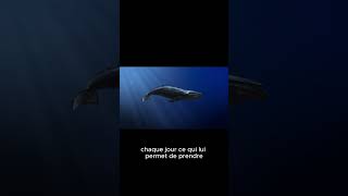 Le plus grand animal de l'océan – la baleine bleue