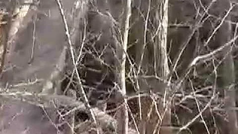 Bigfoot: Dr. Frank Pappas' Story