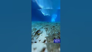 Underwater Footage of a Tsunami Wave #Rare #YesEpicYes #Diving