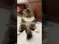 Anh nào trên 80t thì càng tốt… dễ chia tài sản :) #meow #miroyeuvn #creatorsearchinsight #viralvideo
