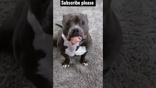 Pitbull Eating