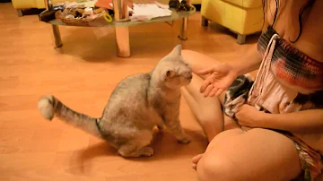 Může kočka otrávenou myš snědly?