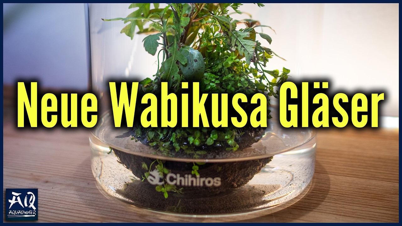 Neue Wabikusa-Projekte & Hardware | AquaOwner