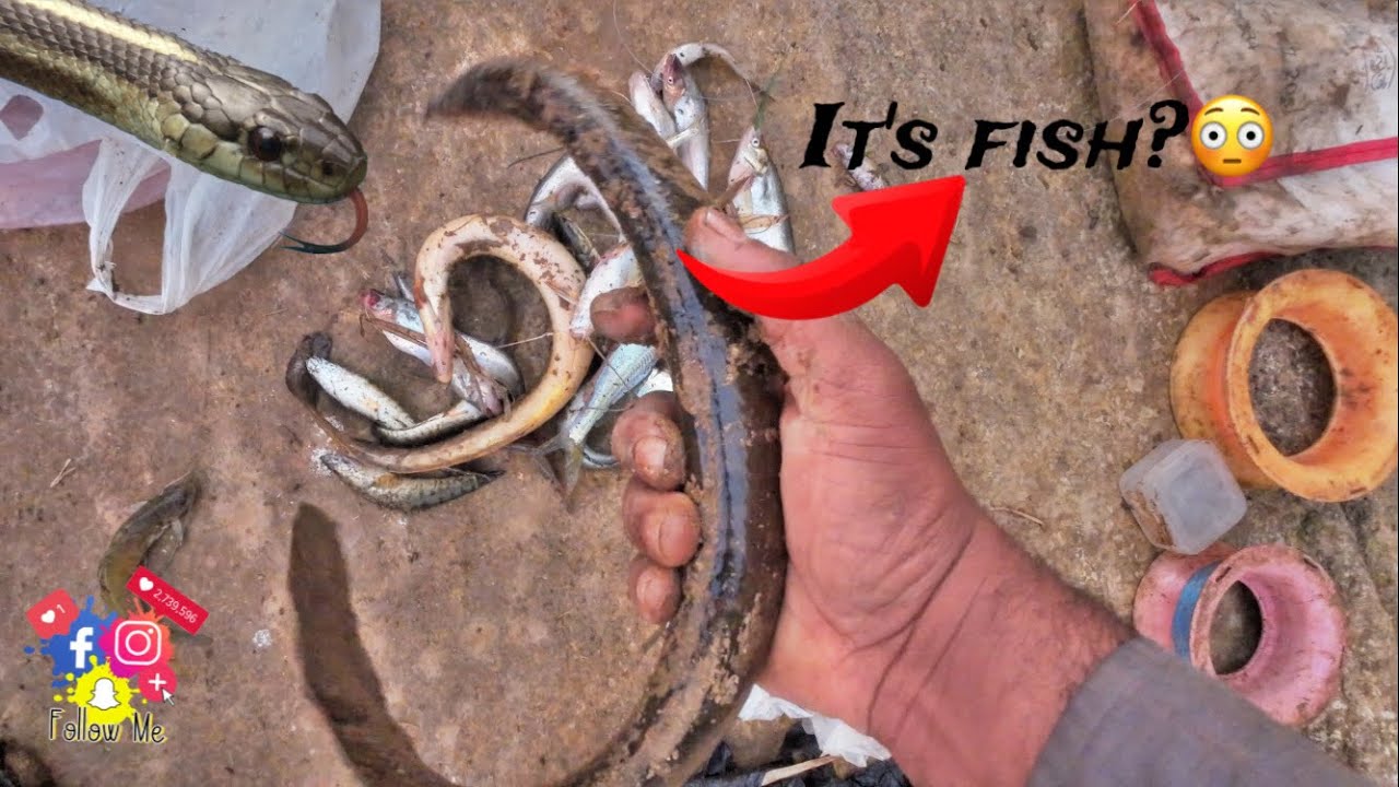 Snake Fish & Rare Small River Catch 🎣 | Unbelievable Fishing | Tight Line Fishing