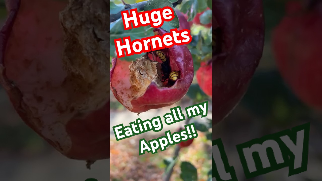 Watch Giant Hornets Swarm Our Apple Trees!