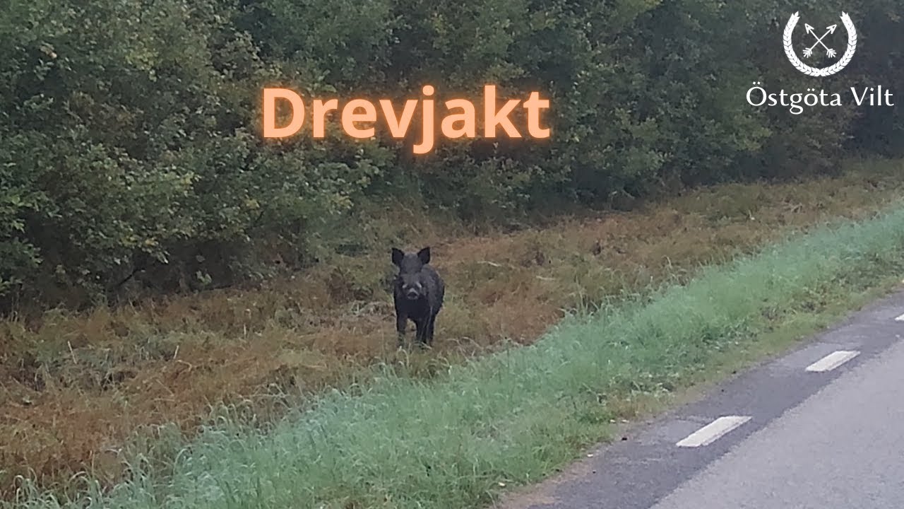 Drevjakt | Jakt | Östgöta vilt | Hunting |