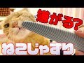 ねこじゃすりの使い方は簡単！毛繕いされているような癒し効果！嫌がる茶トラ猫の茶々とコツはマロンのように慣れること！