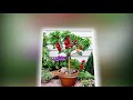 Mustari Tani - Bonsai