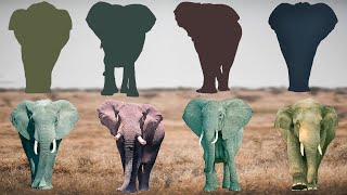Cute Animals Elephants. Asian, African, Indian, Spotted 귀여운 동물 코끼리. 아시아인, 아프리카인, 인도인, 발견
