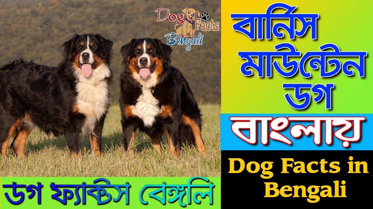Bernese Mountain Dog facts in Bengali Most popular dog breeds Dog Facts Bengali YouTube