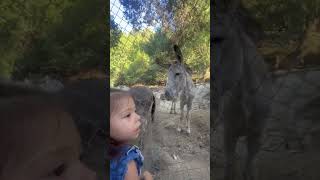 Visiting the Donkeys at Adams’ Pack Station in Sierra Madre, CA