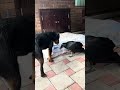 Давайте жить дружно #new #love #like #live #shorts #shortvideo #short #animals #funny #motivation