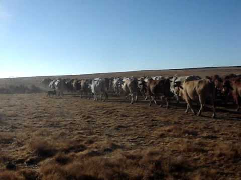 Emi working cows