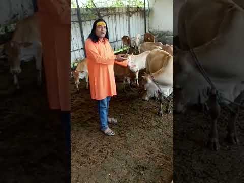 Gau Seva Short