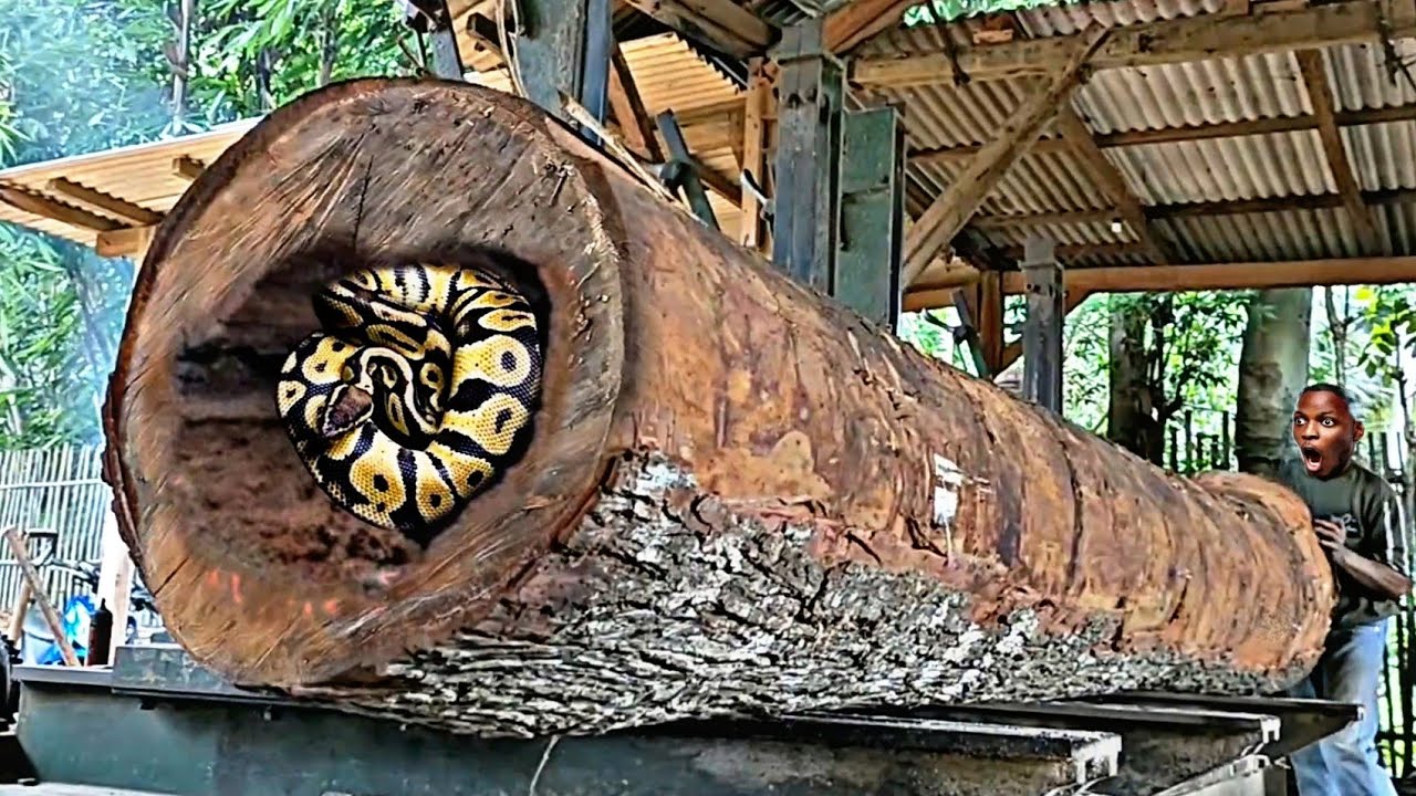 Unexpected surprise while sawing Giant redwood logs at the sawmill ...
